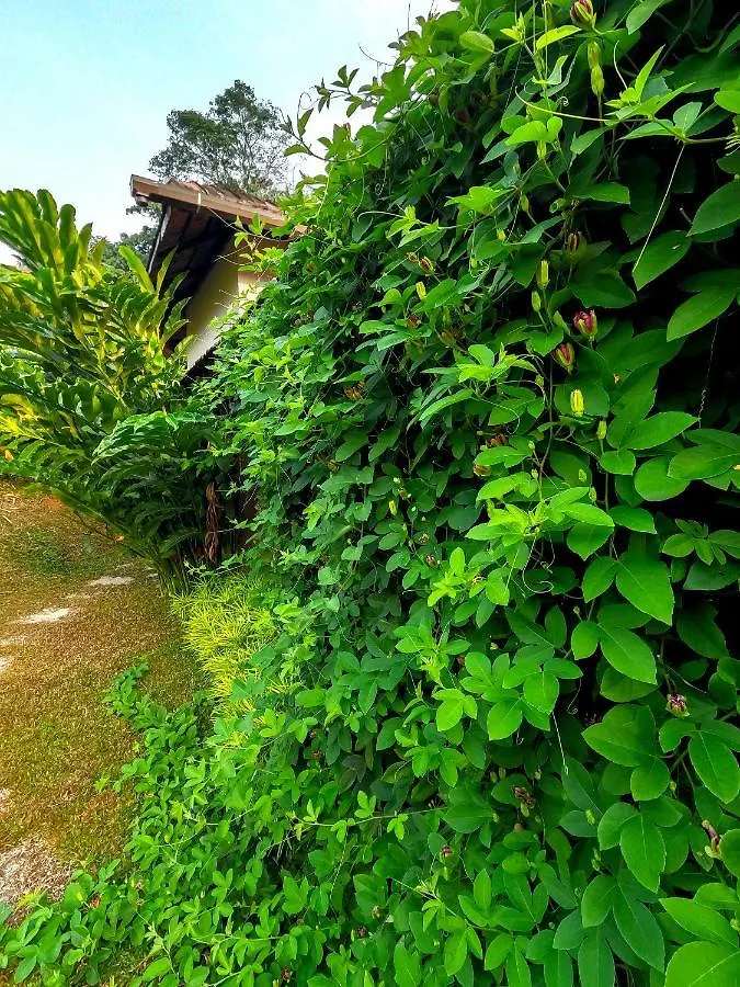 **** Resort Into The Roots Farm Stay Thattakād India